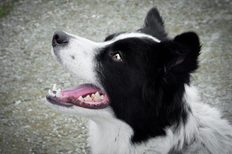 Before — basic snapshot of a dog