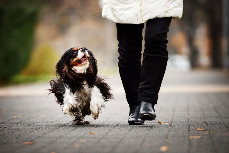 A dog walking calmly beside its person