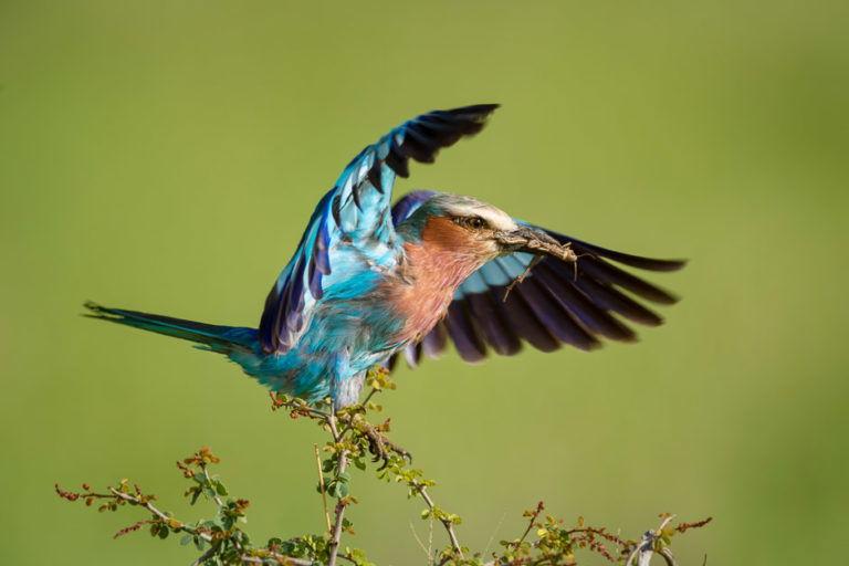 Birds capturing dinner