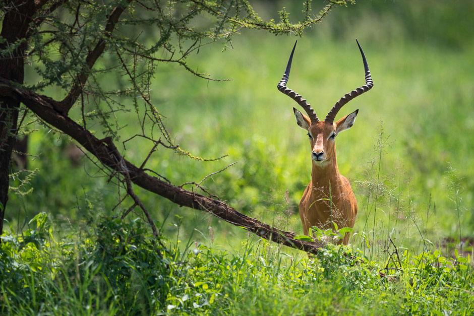 Male impala facing camera
