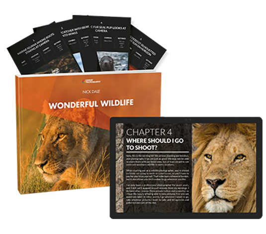 Wonderful Wildlife