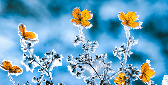 Winter Frost (After)