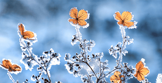 Winter Frost (Before)