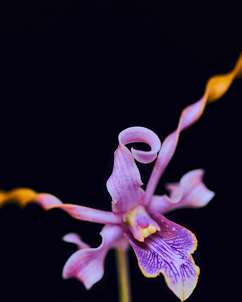 Sudhir Mani - Photography Unlocked student