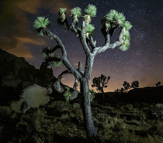 Bonus Movie Maker GIF (Joshua tree)