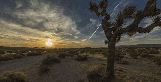 Module 3 Editing (Joshua tree panning head GIF)
