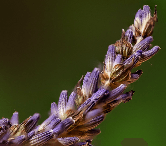 Bonus — Focus Stacking in Photoshop