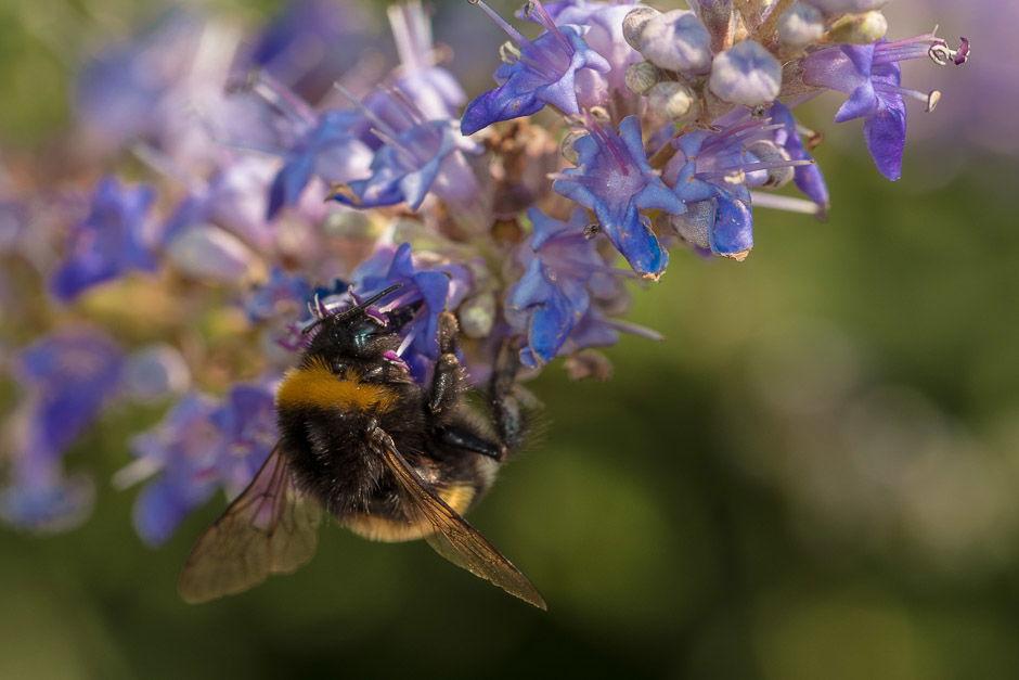Catch — macro photo