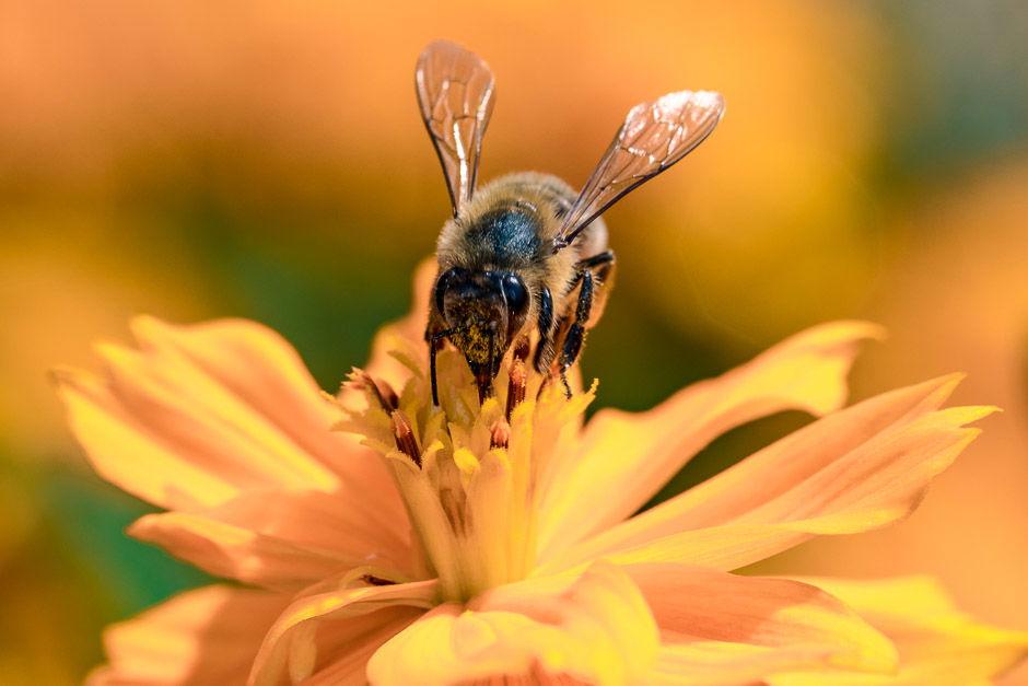 Macro in the field