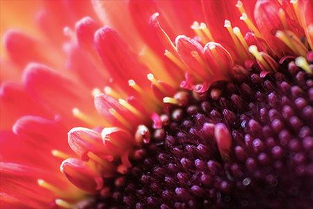 Macro photography result