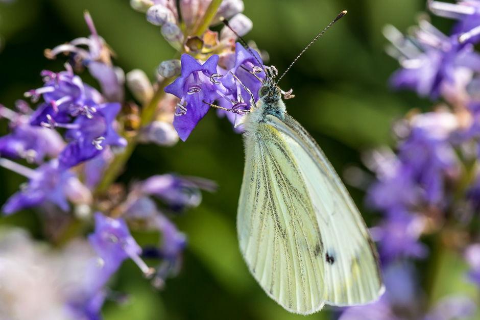 Macro spot-the-beauty image