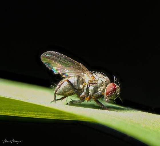 Marc Morgan student macro
