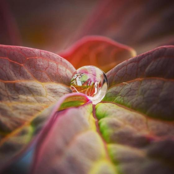 Tim Kidd student macro