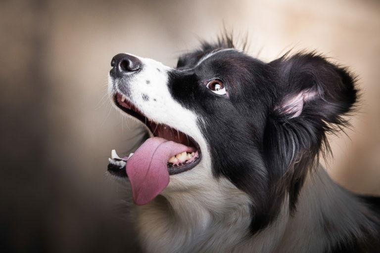 After — adorable captivating shot of a dog