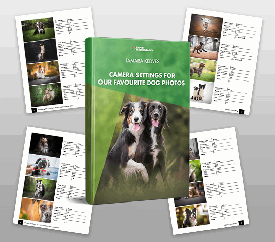 Camera Settings for 119 Dog Photos bonus