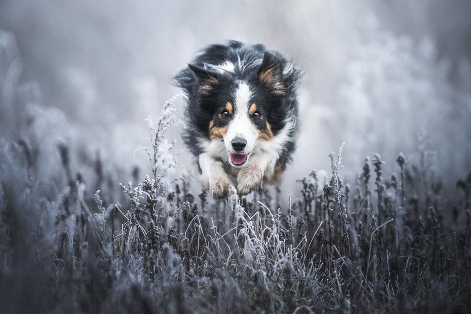 p25 lead — adorable dog photo example