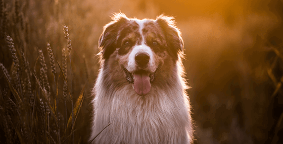 Perfect Pawtraits dog handling and body language lessons