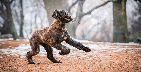 Perfect Pawtraits camera gear and settings lessons