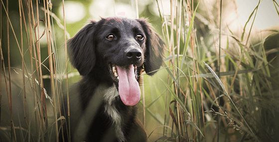 Perfect Pawtraits outdoor dog photography lessons
