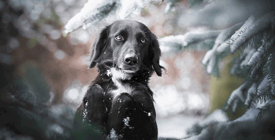 Perfect Pawtraits composition and posing lessons