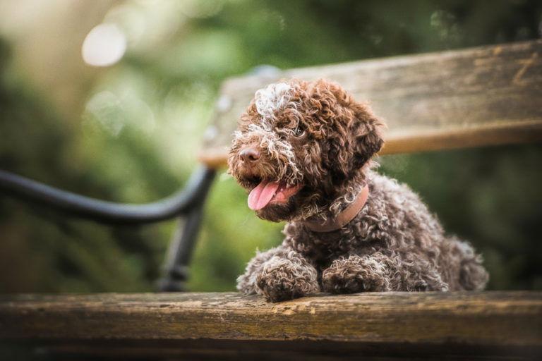 A curly-haired dog posed outdoors on a bench