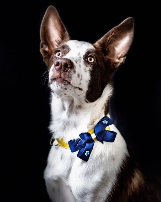 Photo-wall — Jesús Yair García Reyes (Perfect Pawtraits result)