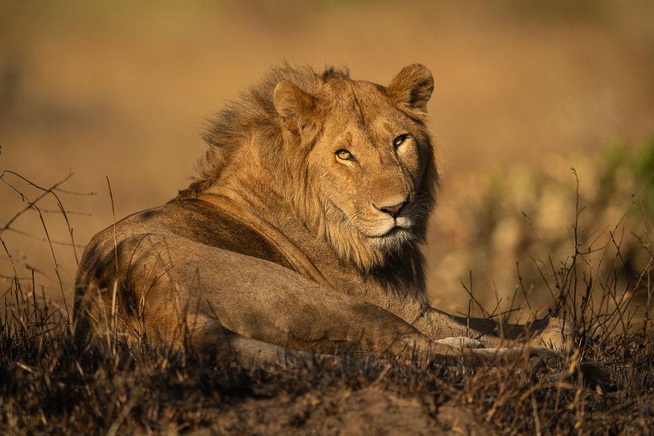 Male lion lies in grass