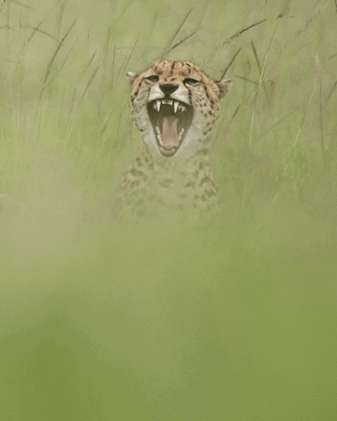 Nick Dale wildlife card 2