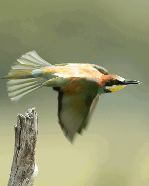 Nick Dale wildlife card 4