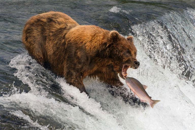 Bears in Alaska