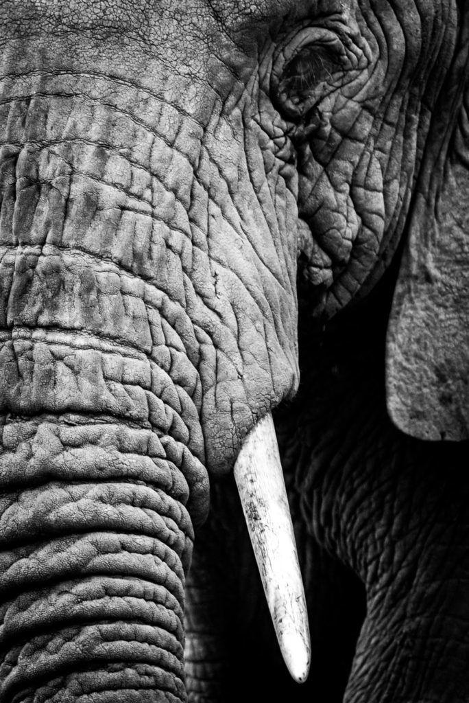 Artist shot of elephants