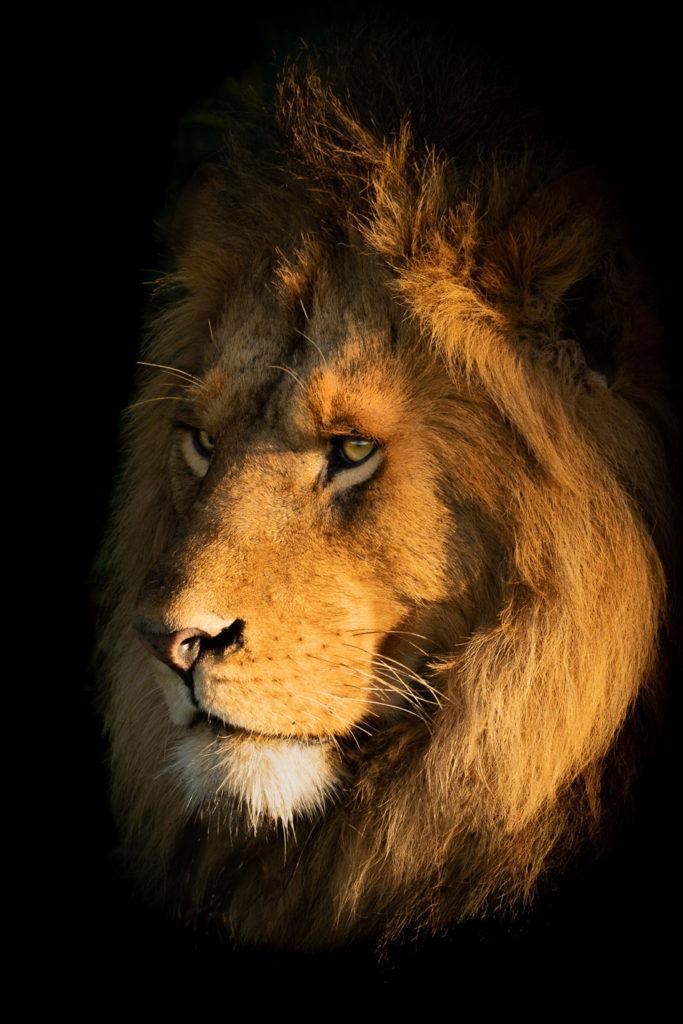 Portrait of proud lions