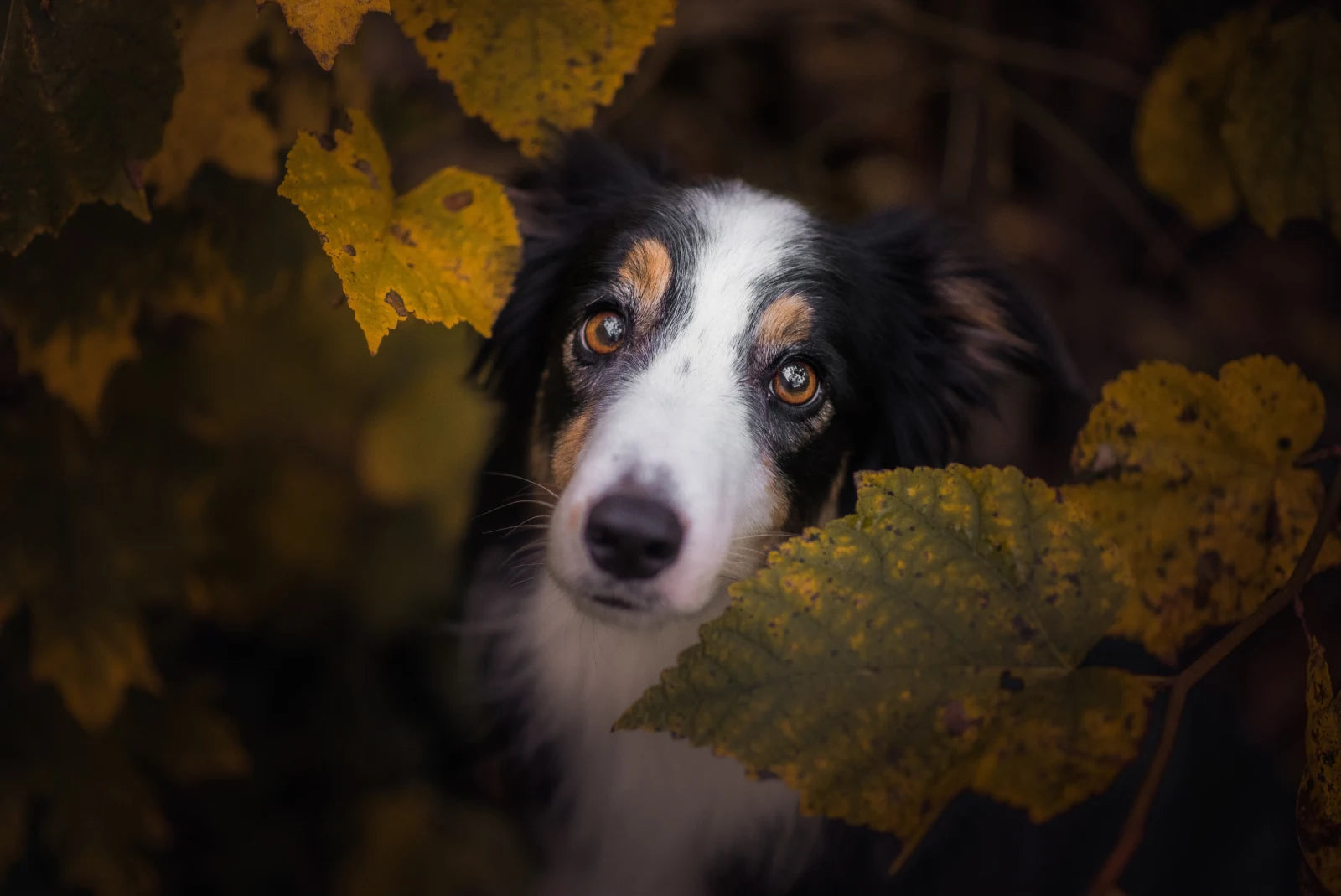 A dog looking through autumn leaves, photographed by Perfect Pawtraits author Tamara Kedves